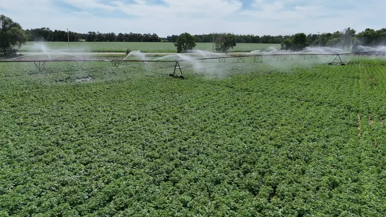 un campo agrícola en el centro de wisconsin es irrigado con un sistema de rociadores