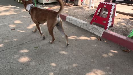 a dog explores around market stalls and seating.