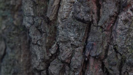 Young-Girl-Stubbing-Out-Cigarette-Against-An-Oak-Tree