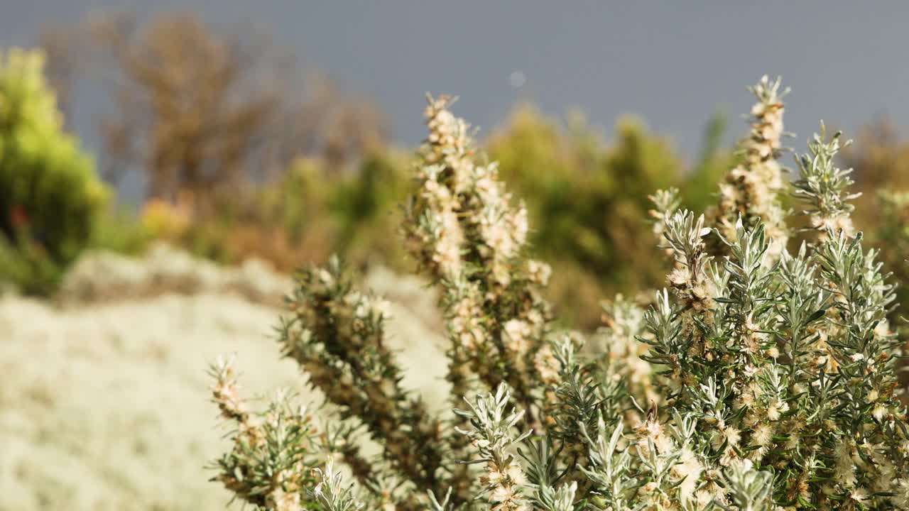 바람에 흔들리는 관목, 경치 좋은 배경