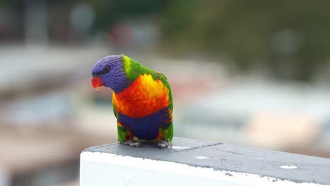 a wild rainbow lorikeet (trichoglossus moluccanus) perched on the apartment rooftop in an urban setting, curiously wondering around the surroundings