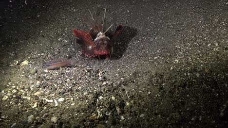 bluefin lionfish hunting cardinal fish