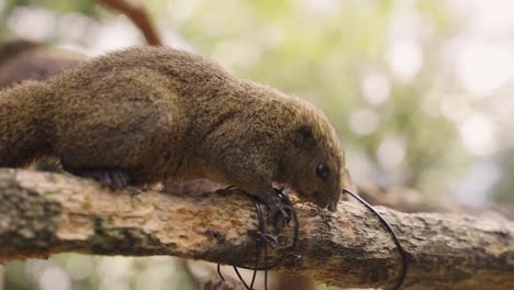 sciurus lis afilando dientes en madera