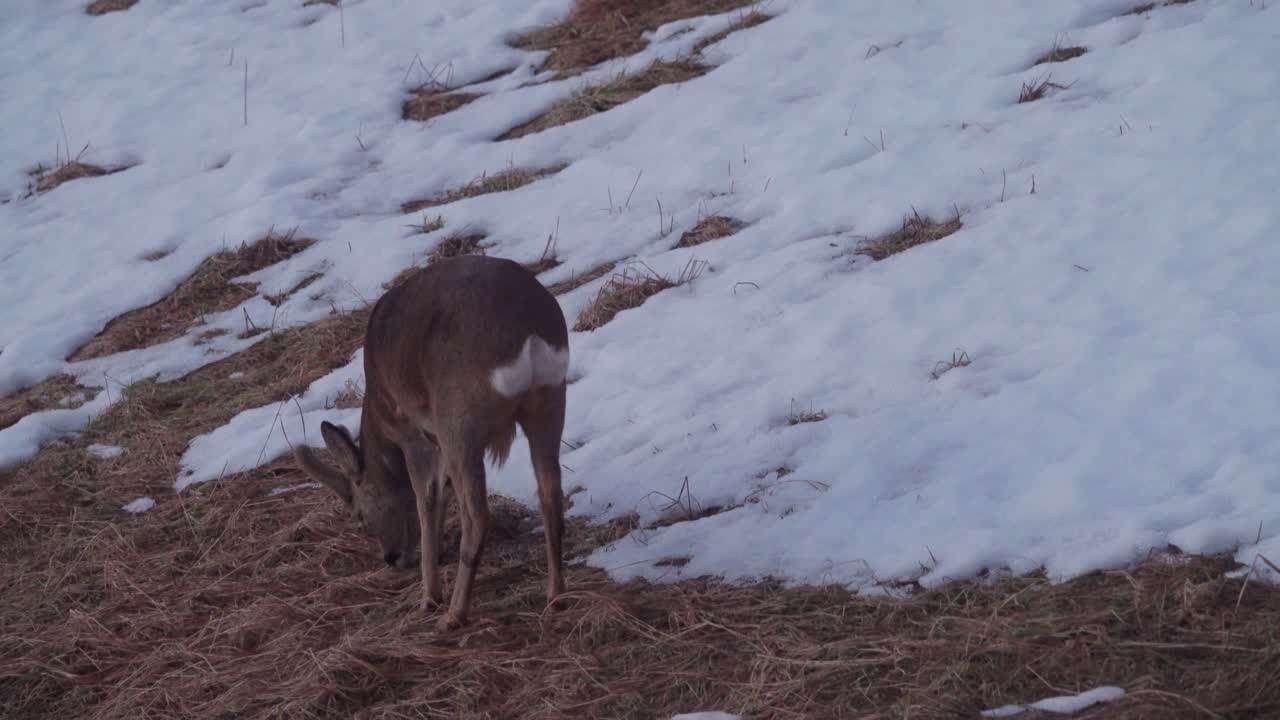 ciervos comiendo pastos en montañas cubiertas de nieve durante el invierno