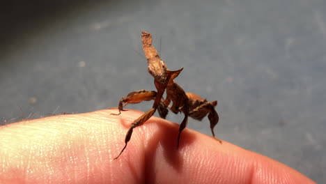 an exotic praying mantis moves subtly on the hand of an insect enthusiast, phyllocrania paradoxa