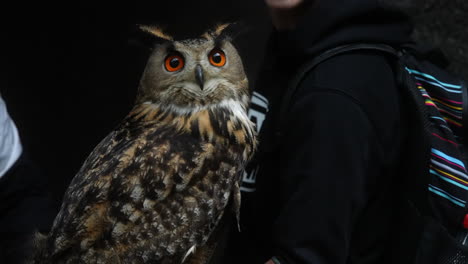 owl animal scotland dark orange eyes 4k