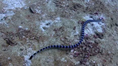 sea snake at koh tao-3