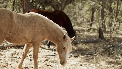 caballos salvajes pastando en el parque nacional del gran cañón en arizona con un tiro medio inclinado hacia arriba