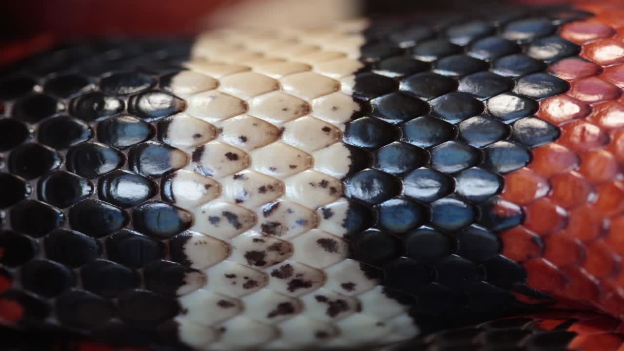 A closeup of a Pueblan Milk Snake, Lampropeltis triangulum campbelli, as it breathes and showing its colourful scales