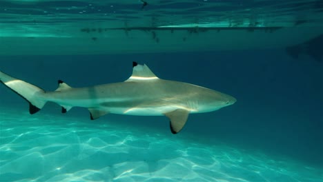 Tiburón-De-Arrecife-De-Punta-Negra-Nadando