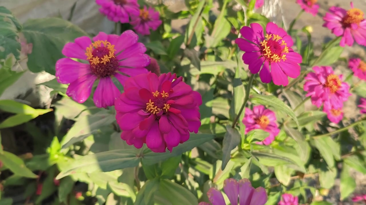 Vivaci fiori di zinnia rosa che sbocciano in un giardino soleggiato