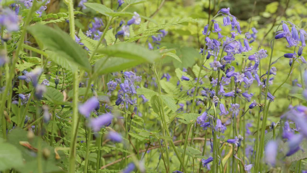 flores de campana azul, campo verde, primavera, de cerca