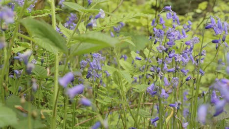 Bluebell-flowers,-green-field,-Spring,-Close-Up