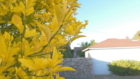 an orange tree close up