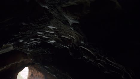 spiderweb moving on the ceiling of a cave