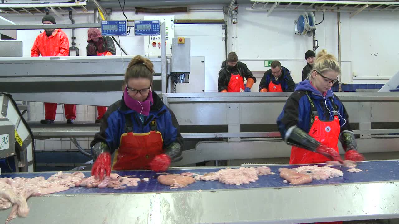 le donne lavorano su una catena di montaggio in una fabbrica di lavorazione del pesce 1