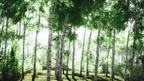 árboles de abedul en la hierba verde