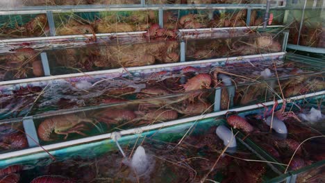 shrimps in water tanks