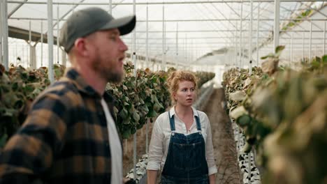 Confused-and-disappointed-woman-with-red-hair-Farmer-having-a-discussion-with-her-colleague-about-the-failed-harvest-of-wilted-and-dry-strawberries-in-a-greenhouse-on-the-farm