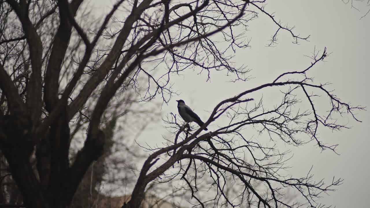 pájaros volando en el cielo azul y nidos de pájaros