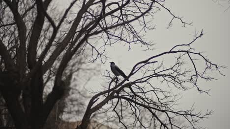 Vögel-Fliegen-In-Den-Blauen-Himmel-Und-Vogelnester