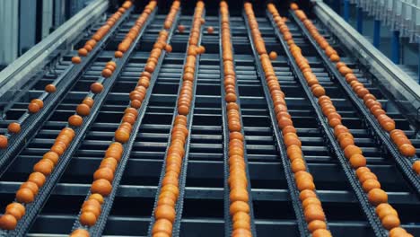 oranges during the calibration process in a modern production line