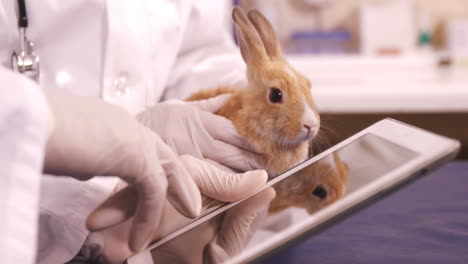 vets using a tablet