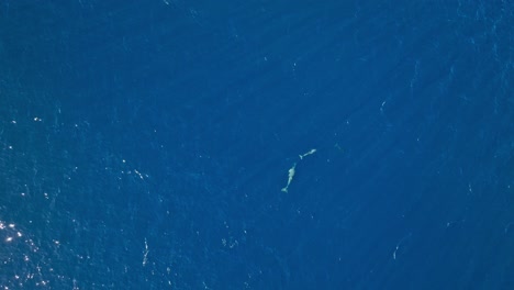 Jubilant-baby-dolphin-swims-energetically-around-is-mom-in-clear-blue-Caribbean