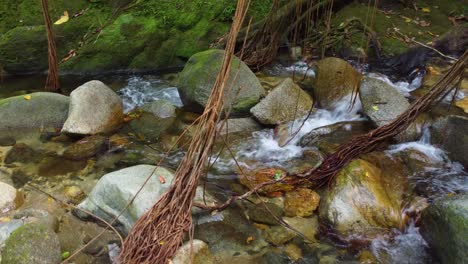 Los-árboles-De-La-Selva-De-Columbia-Sumergen-Sus-Raíces-En-El-Fresco-Arroyo-De-La-Montaña-Para-Absorber-Nutrientes-Minerales.