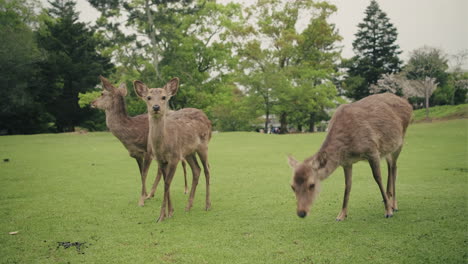 deers in a japanese park