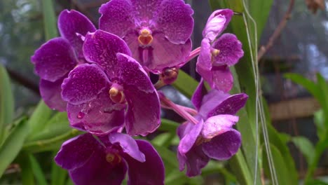 un tiro cercano de un montón de flores rosadas que caminan con manchas blancas dentro de un jardín en un día lluvioso