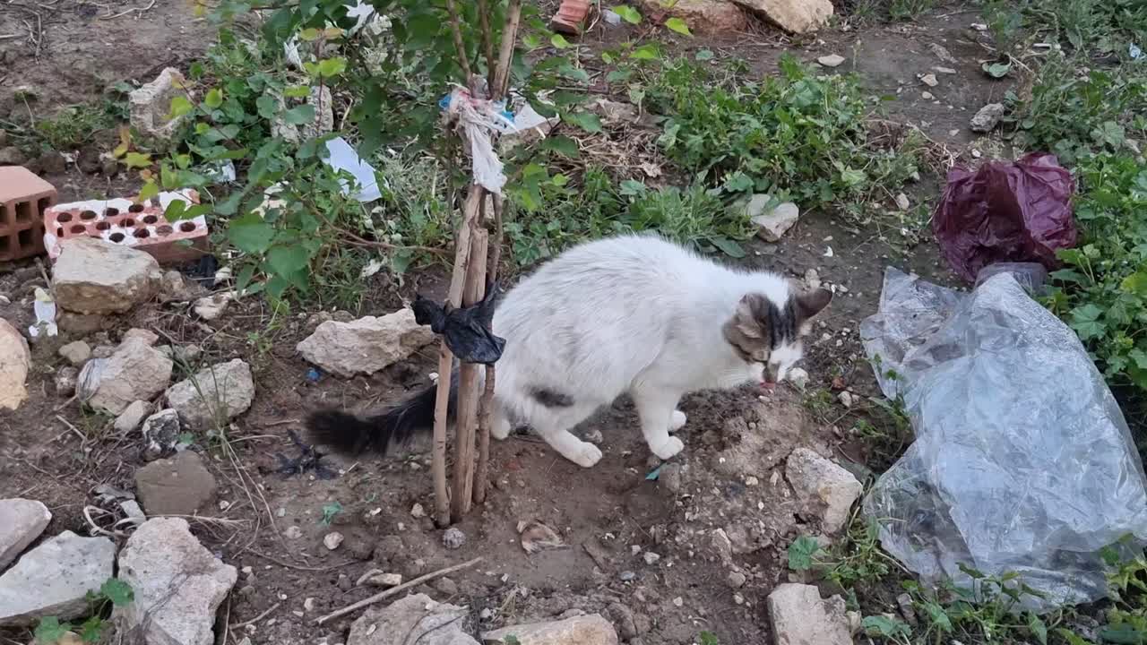 A beautiful white cat resting in the garden