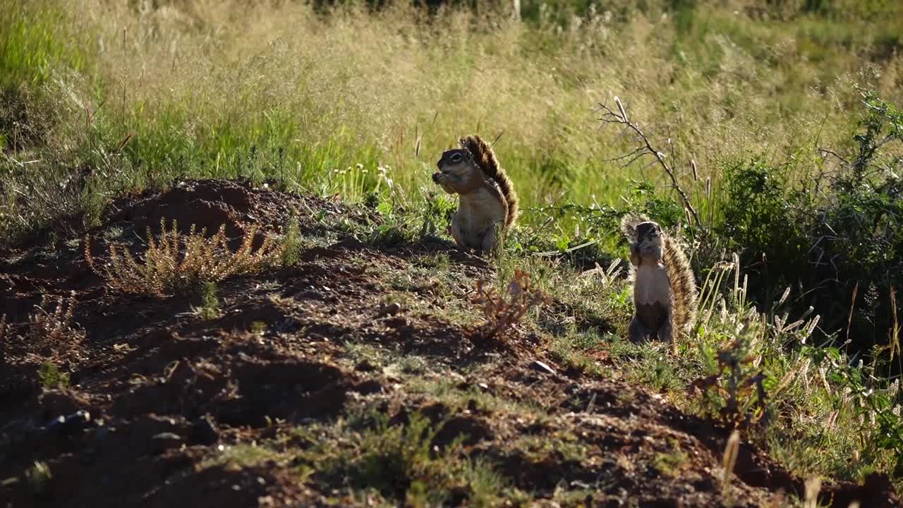 Ground squirrels of Southern Africa