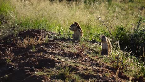 ground squirrels of southern africa