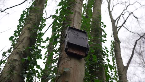 Fledermausnest-Und-Haus,-Vogelhäuschen-Mit-Einem-Fledermauszeichen-Auf-Einem-Baum-In-Einem-Grünen-Wald-An-Einem-Bewölkten-Tag