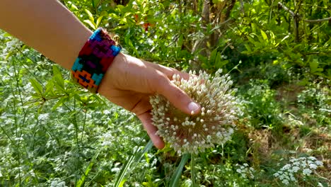 Ein-Mädchen-Berührt-Und-Spielt-Die-Wunderschöne-Weiße,-Kugelförmige-Alliumblume-Mit-Der-Hand,-Wenn-Es-Ein-Buntes-Handarbeitsarmband-Trägt