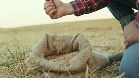 primer plano de la mano del hombre caucásico sacando un grano de cosecha de un saco y vertiéndolo en medio del campo