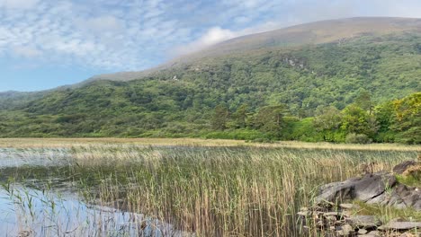 View-of-one-of-Killarney-lakes-with-green-hills-and-wind-blowing-over-water-grass