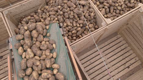 potato crop being stored into wooden crate by conveyor belt