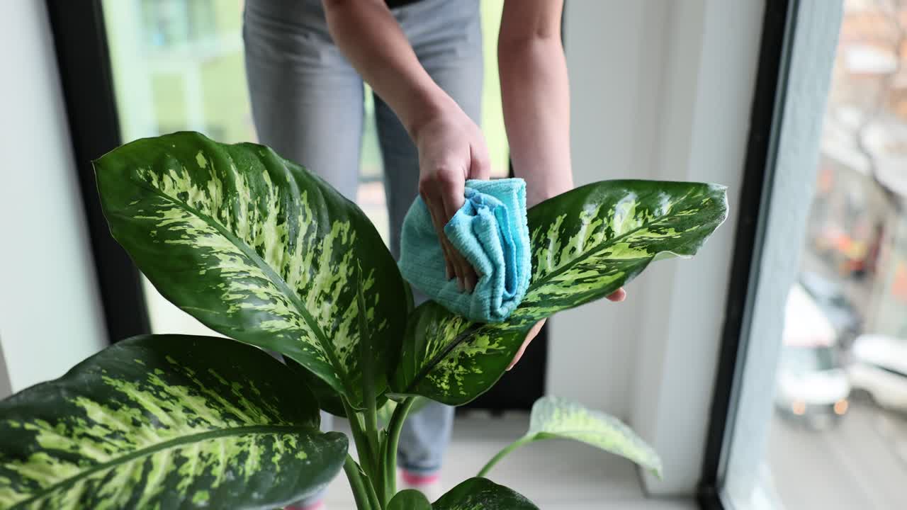 Person Cleaning Dust from Houseplant Leaves