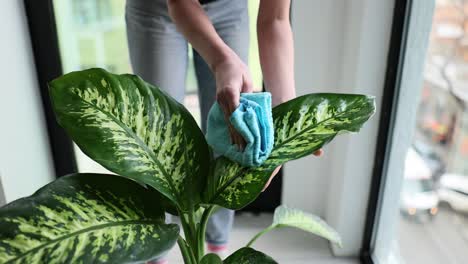 person cleaning dust from houseplant leaves