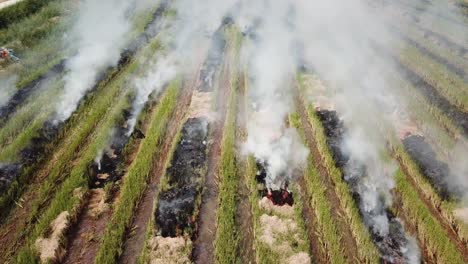 top view smoke emission from open fire in  rice field at malaysia..