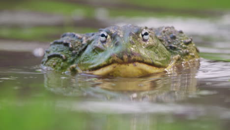 Rana-Toro-Africana-Apareándose-En-La-Superficie-Del-Agua-En-Kalahari-Central,-Botswana