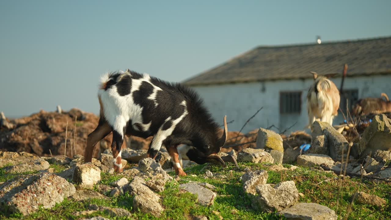 손 된 풍경 에서 풀 을 잡는 염소 들