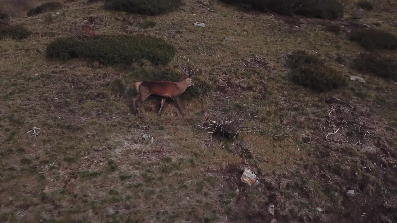 fotografía aérea lateral de un ciervo macho solitario vagando por el paisaje montañoso