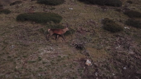 Toma-Aérea-Lateral-De-Un-Ciervo-Macho-Solitario-Vagando-Por-El-Paisaje-Montañoso