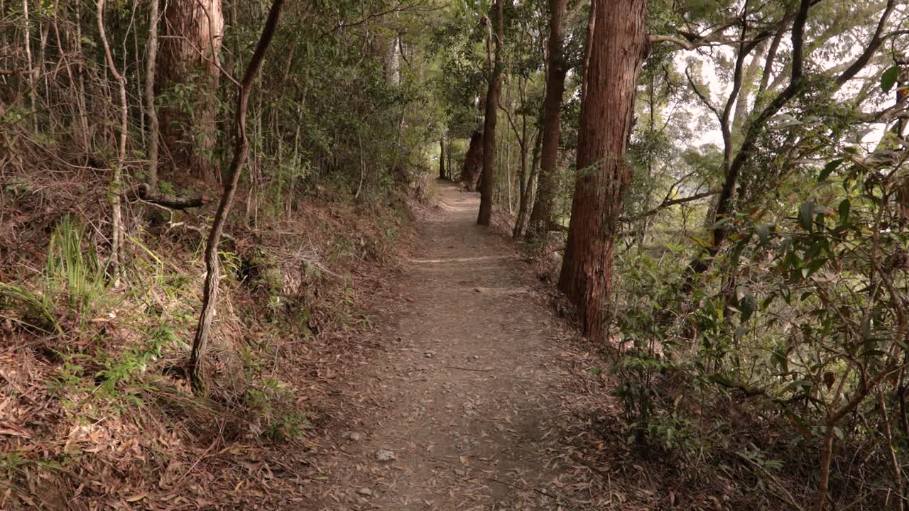 imágenes tomadas a mano de la caminata de las cataratas de purlingbrook, parque nacional de springbrook, interior de la costa de oro, queensland, australia