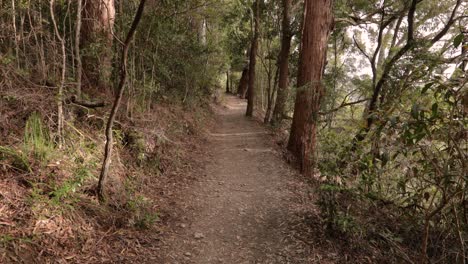 imágenes tomadas a mano de la caminata de las cataratas de purlingbrook, parque nacional de springbrook, interior de la costa de oro, queensland, australia