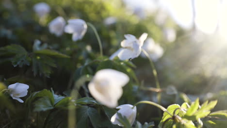 motion close-up of white wood anemone flowers in sunlight in forest