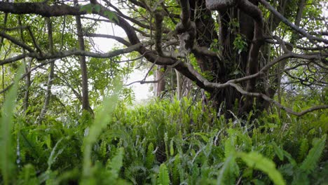 bosques de nueva zelanda llenos de plantas vivas y resistentes y densas